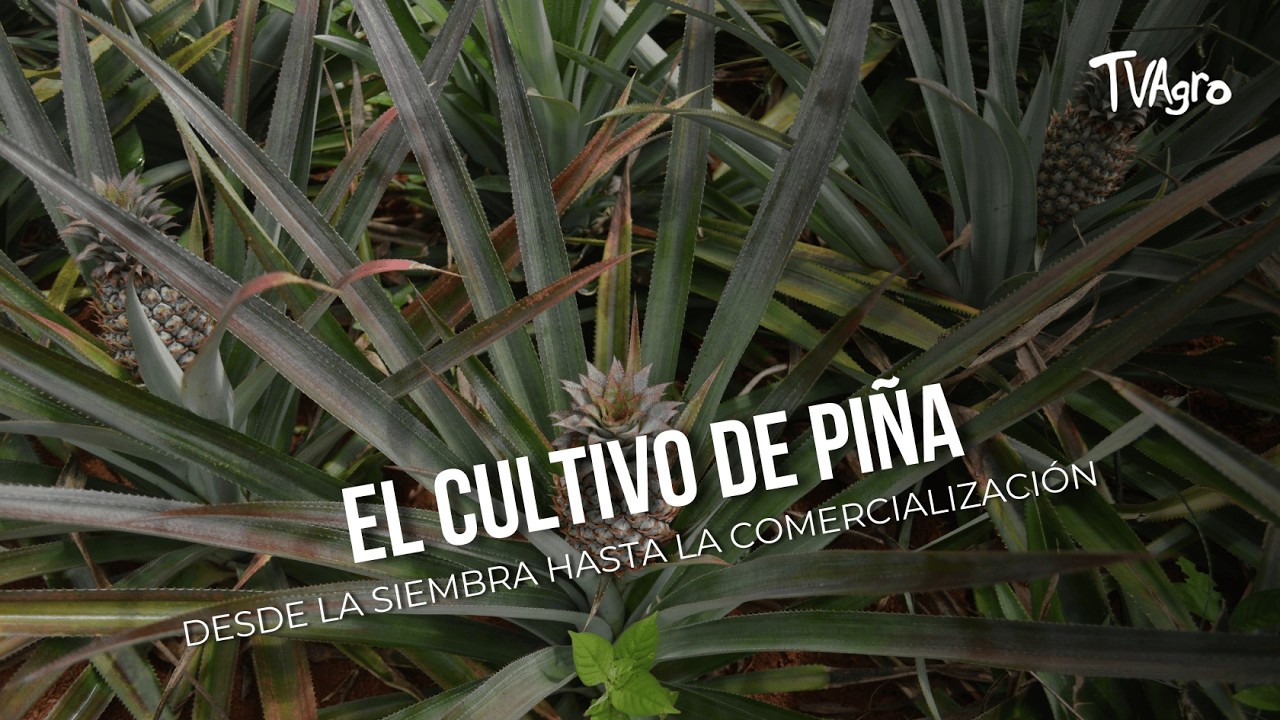 El cultivo de piña: desde la siembra hasta la comercialización - TvAgro por Juan Gonzalo Angel