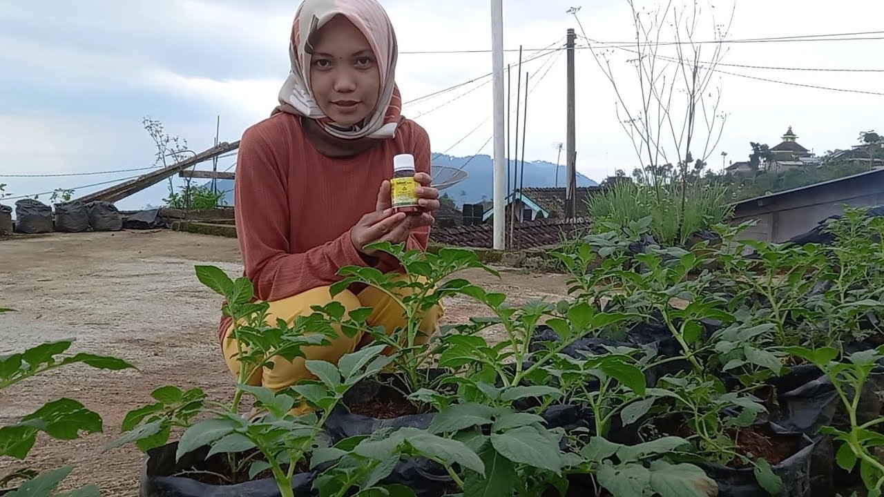 Velimek 52.5 WG ampuh mengatasi busuk daun / phytoptora pada tanaman kentang