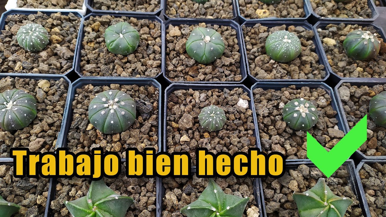 Trasplante y poda de raíz de cactus Astrophytum de un año