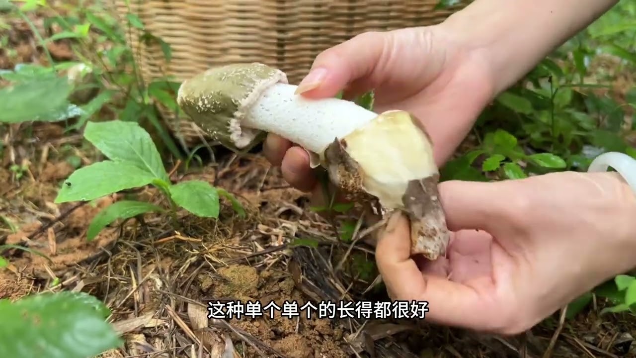 山林里的竹荪遍地长，一个比一个大 雨后山里的蘑菇遍地长，刚出头的竹荪菇蕾，一个比一个大#捡菌子 #竹荪菇蕾 #大自然的馈赠