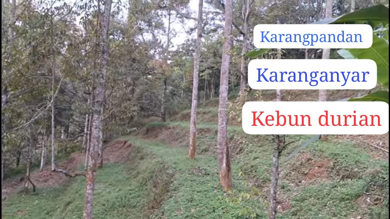 Kebun durian SHM luas 3200m² hrg 750jt. Lokasi Desa Doplang Karangpandan Karanganyar Jateng
