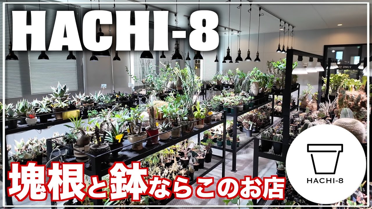 リールで有名なあのショップの実店舗が最高でした｜塊根植物｜作家鉢｜HACHI-8