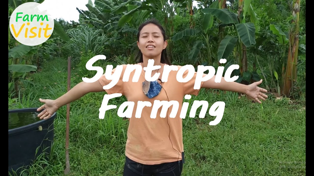 Syntropic farming - Farm visit [A Little Wild]