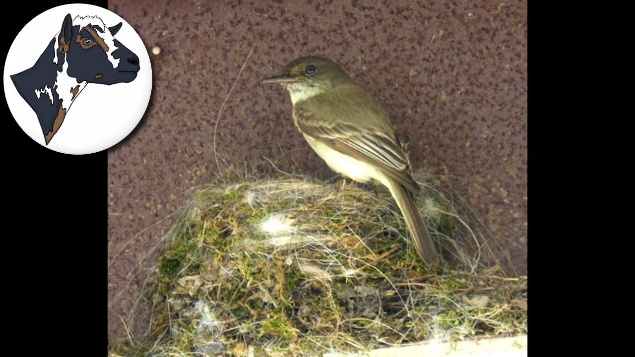 Wildlife: Flycatcher Bird Nest