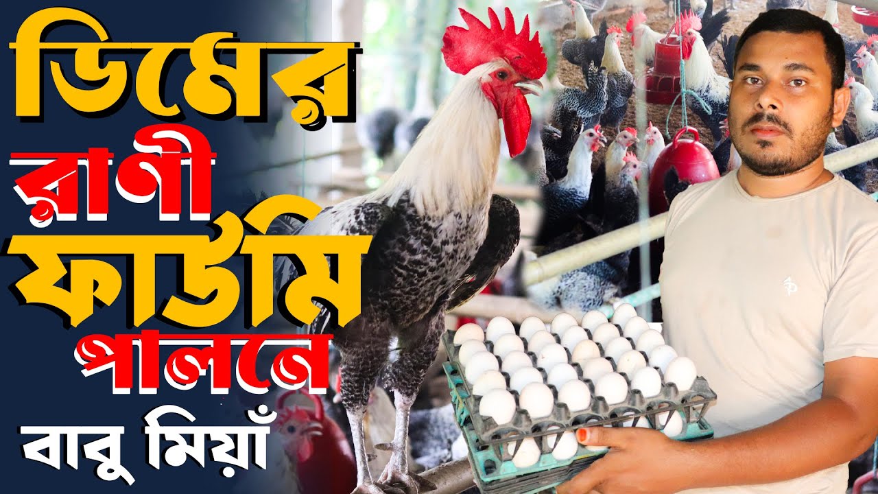 ৫০০ ডিমের ফাউমি মুরগী পালনে - খাদ্য খরচ কত? আয় কত? জানুন ! ঘর কত স্কয়ার ফিট ! Faumi Murgi Palon