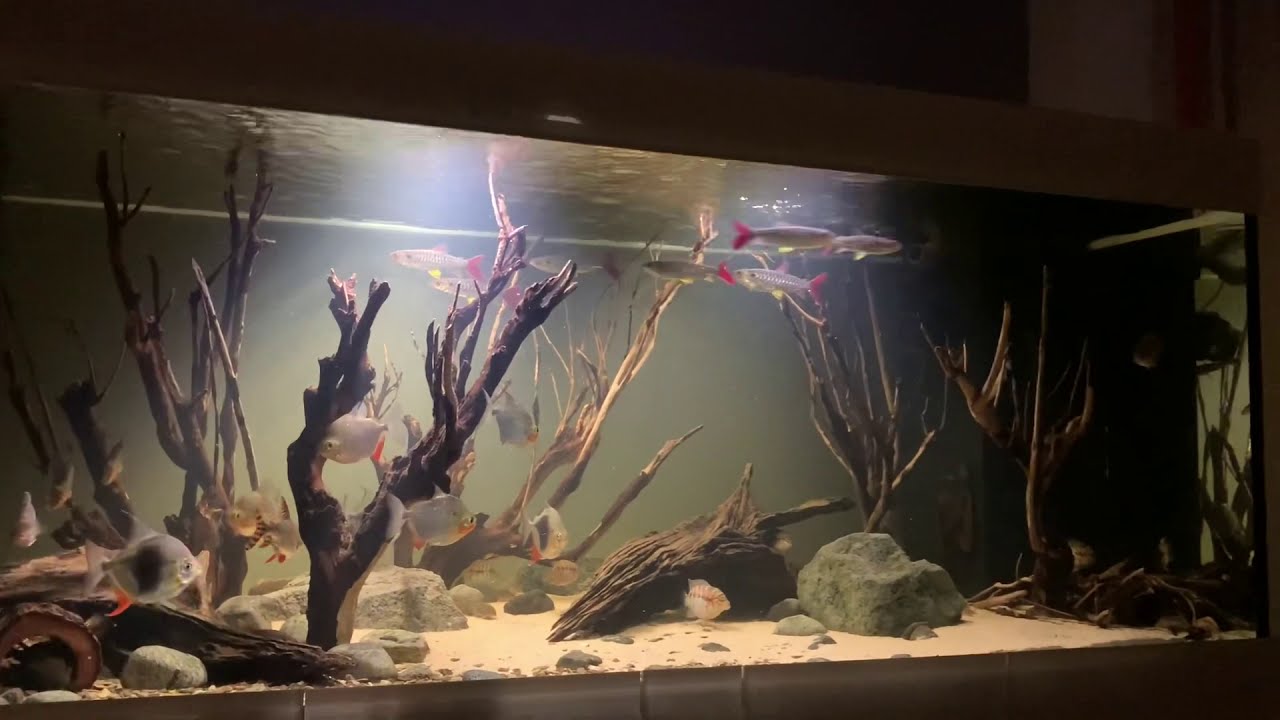 1600 Liter Aquarium: Silver Dollar, Myleus Blackberry, Metynnis, L25 Pleco, Nachtsalmler, Flagtail