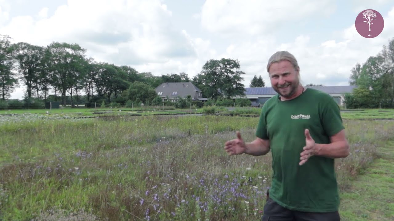 Alles wat je wilt weten over het aanleggen van een wilde bloemenweide