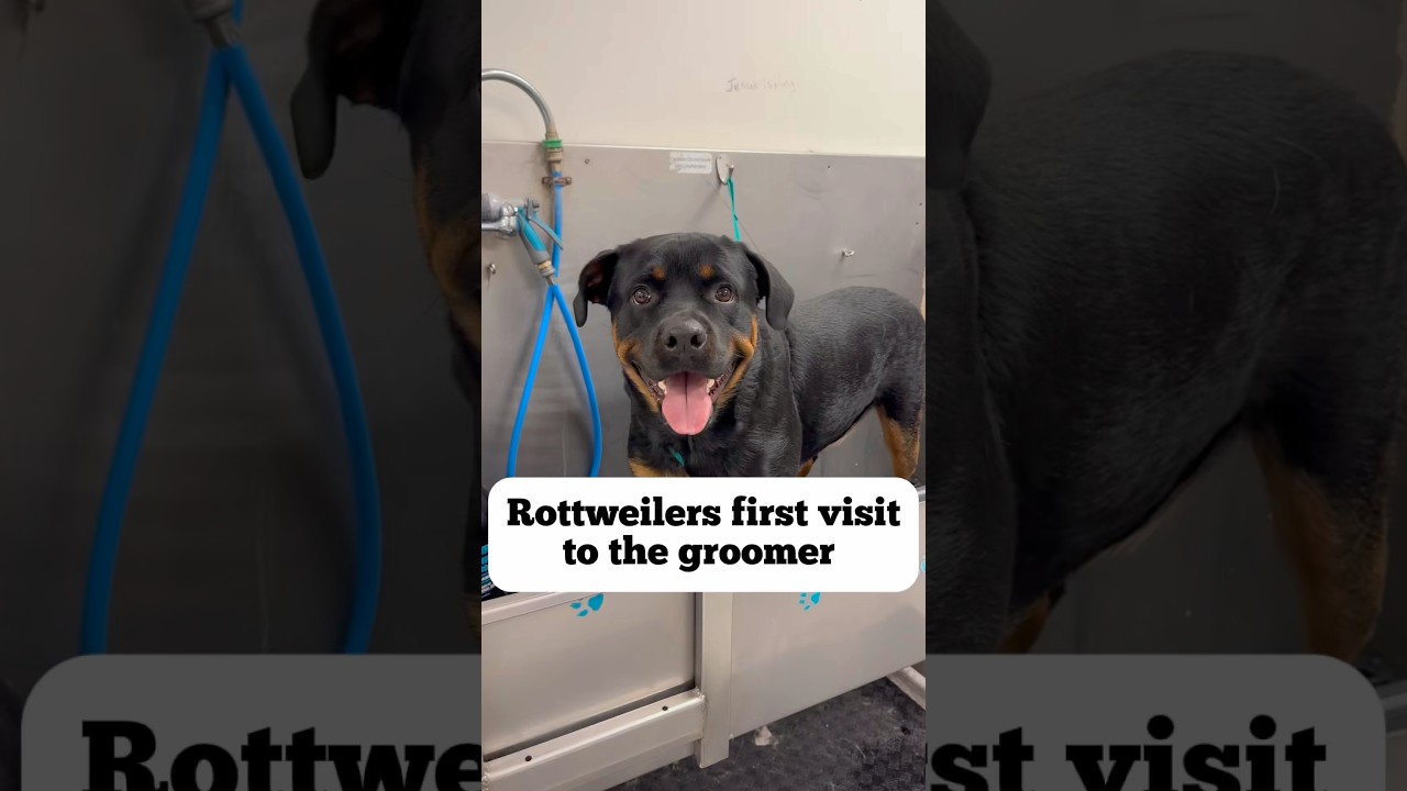 He did so well for his first visit 🐶💚 #rottweiler #rottweilerdog #rottie #dogbath #doggroomer