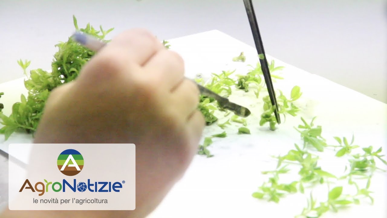 Micropropagazione, qualità e innovazione al servizio del vivaismo