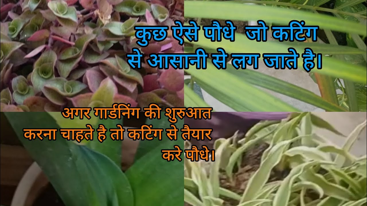 कटिंग से लगने वाले कुछ पौधे ।