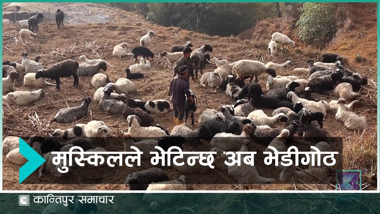 मासिने अवस्थामा पुग्यो पाँचथरमा परम्परागत भेडीगोठ | Kantipur Samachar