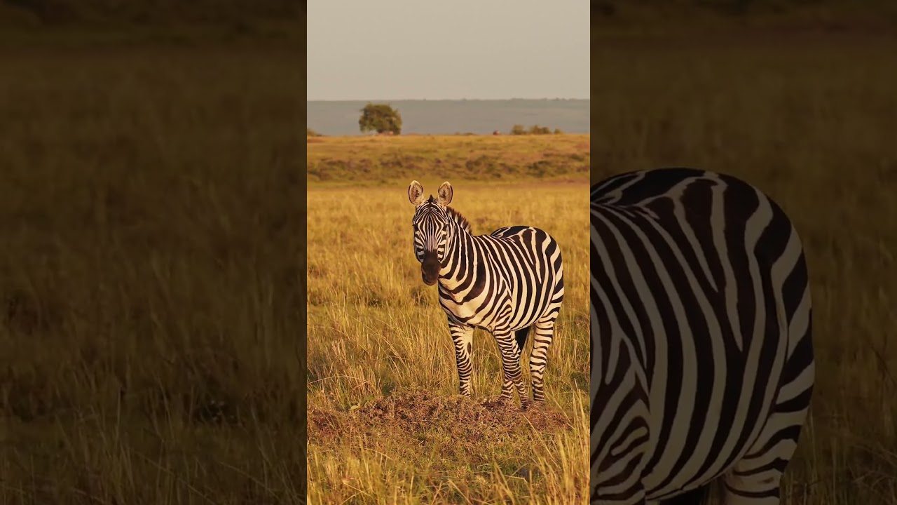 Zebras in the Wild - 8K Ultra HD  #ZebraVideos  #WildlifeDocumentary #AnimalKingdom #wildlifewatch