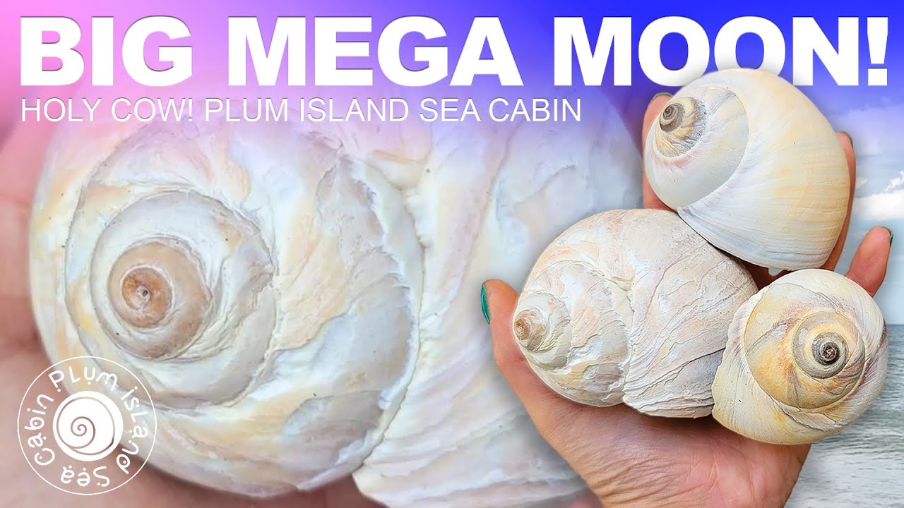 BIG Mega Moons | Finding Huge Moon Shells In The Shallows! | Virtual Shelling | Cold Water Shelling