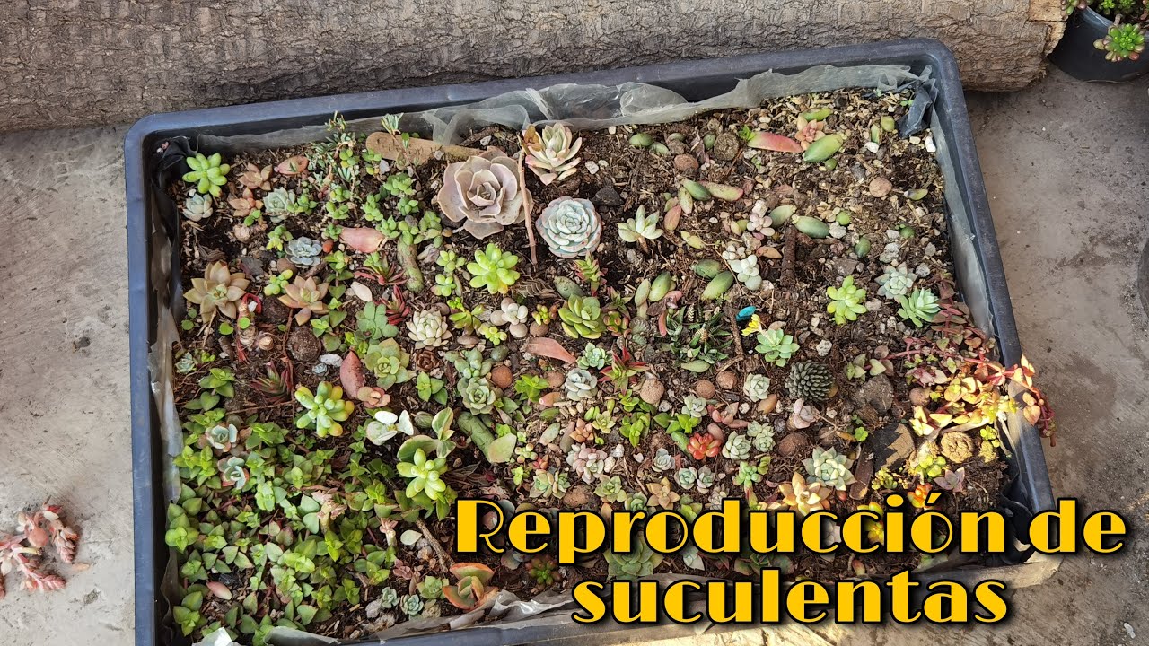 Reproducción de suculentas en bandeja de propagación 🌱 | Jardines by Angie