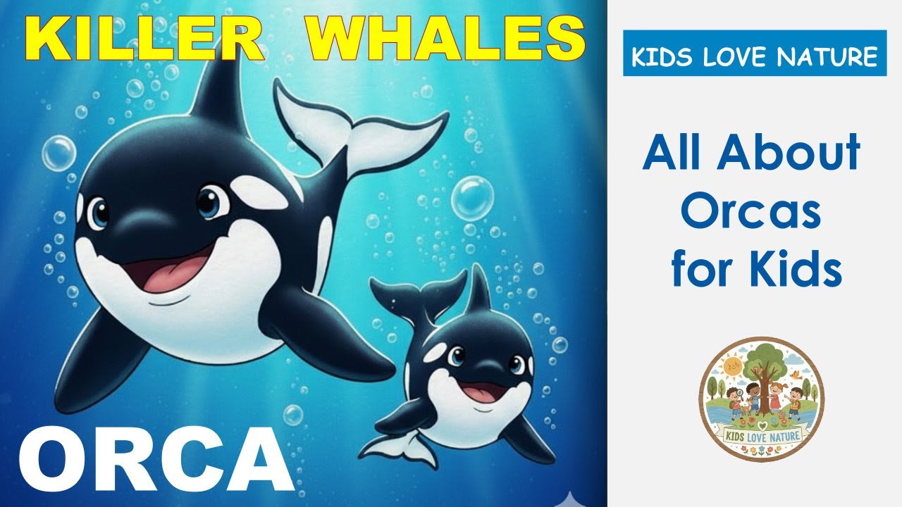 All About Orcas for Kids! 🌊 | The Killer Whale Story | Facts & Learning for Toddlers & Kindergarten