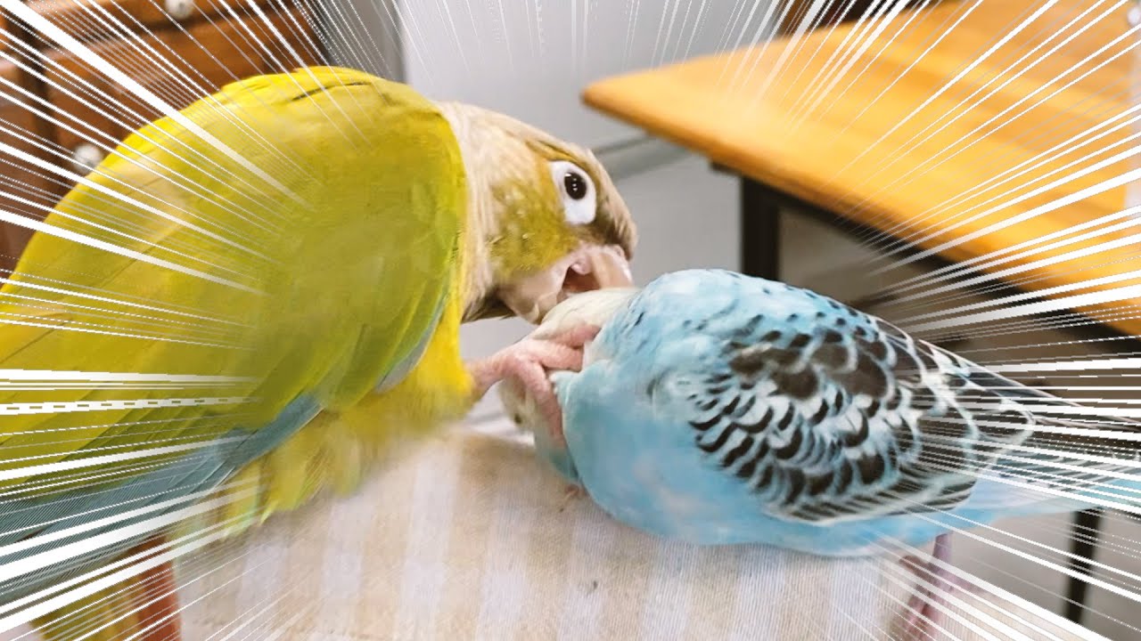 新入りインコが可愛くてたまらない先住インコ｜初水浴び【セキセイインコ　雛　生後１ヵ月半】