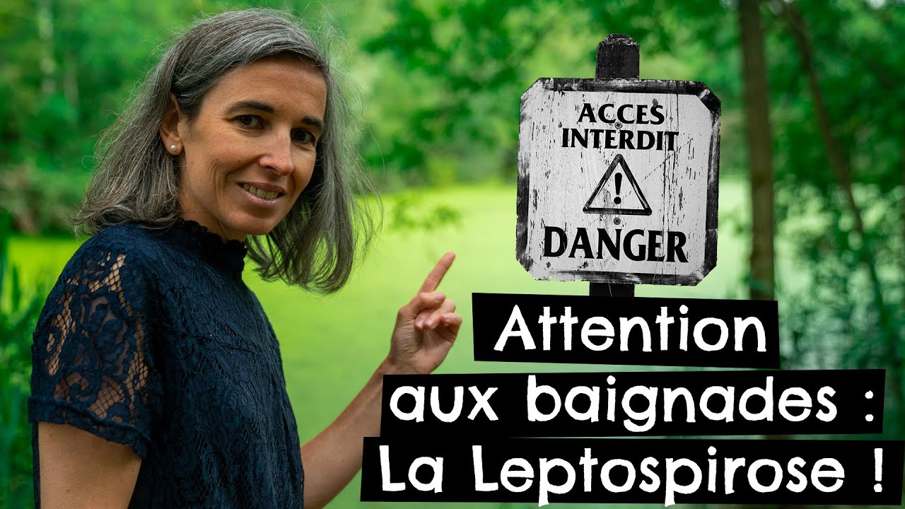 Attention baignade : La Leptospirose