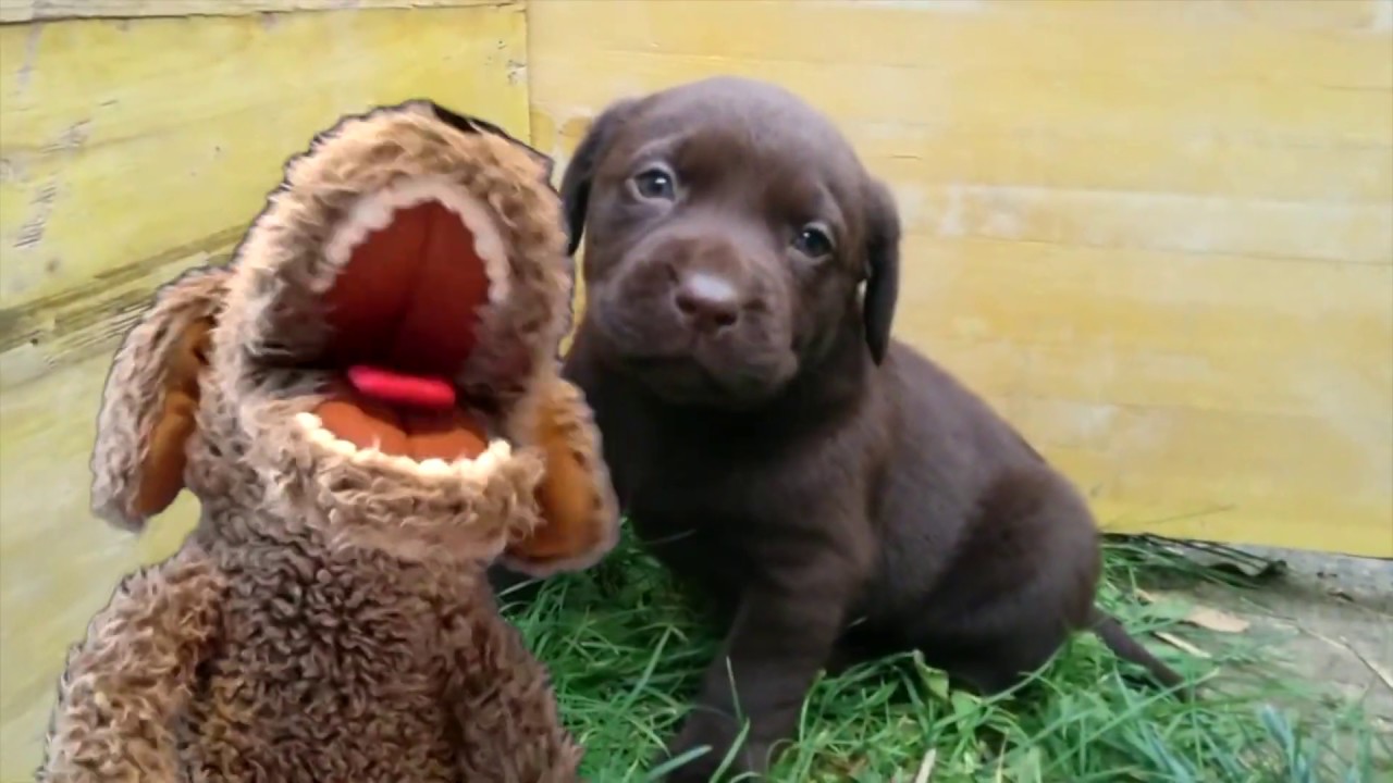 Norbert chante s03ep01 : Norbert aime 