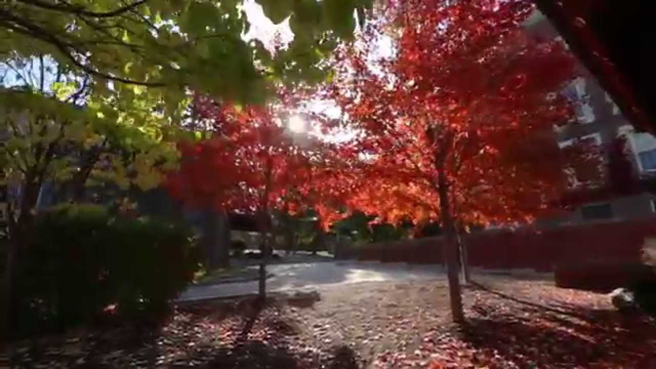 Discover Geneseo