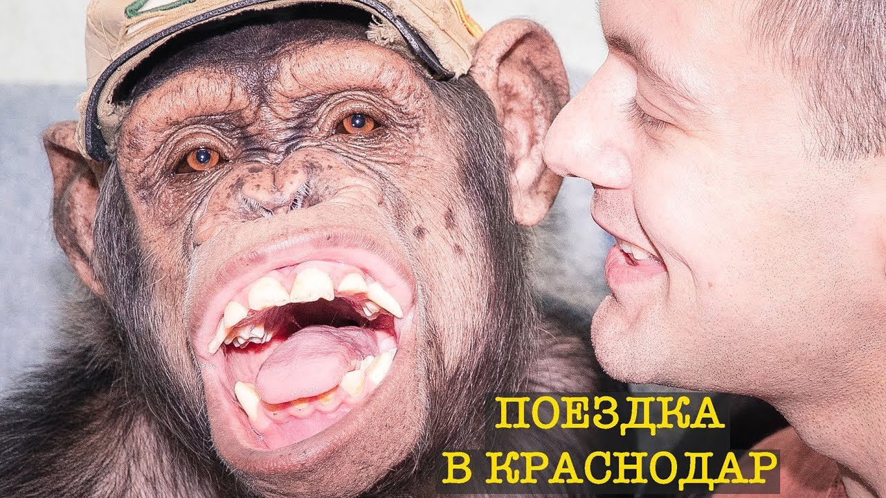 Дан Запашный перевозит Цирковых животных, обезьян Шимпанзе!!!