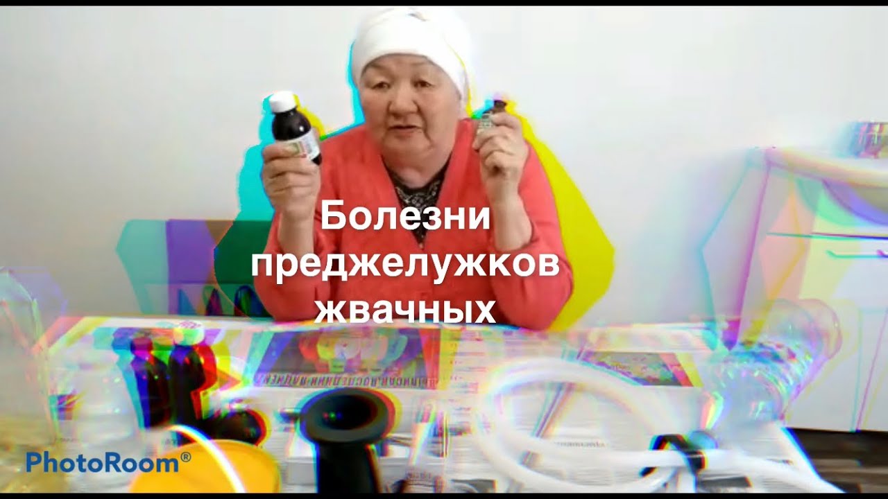 Болезни преджелудков жвачных
