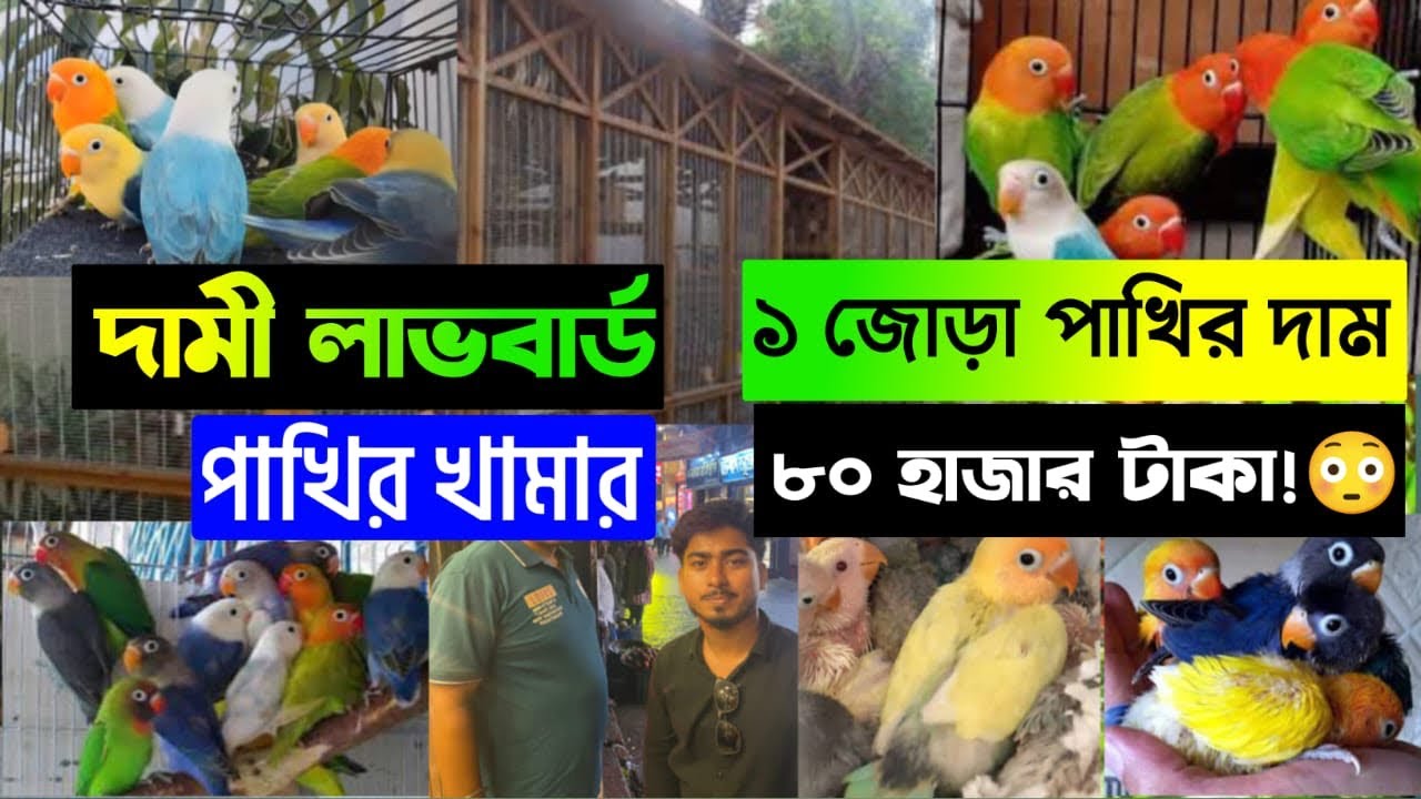 লাভবার্ড পাখির খামার থেকে লক্ষ লক্ষ টাকা আয়। Lovebird farm in Bangladesh.Tushar Aviary.