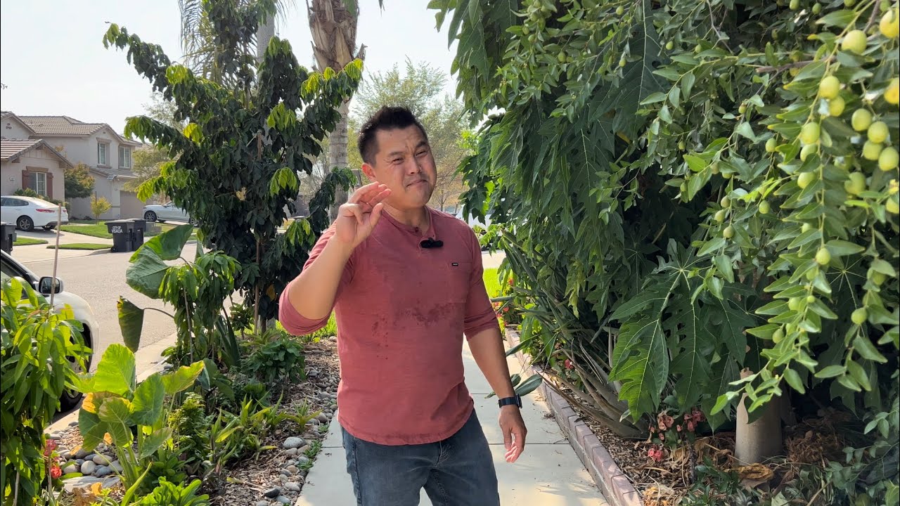 How to Water Your Tropical Fruit Trees ( DO NOT DEEP WATER )