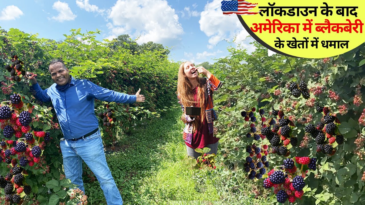 ब्लैकबेरी BlackBerry का पेड़ कैसा होता है - USA के गाँव में आपको ख़ुद तोड़ना पड़ता है BlackBerry