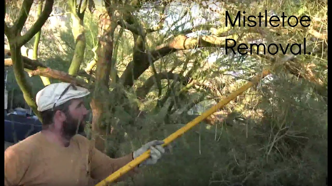 Palo Verde Tree Trimming and Maintenance (# 2, Mistletoe Removal.)
