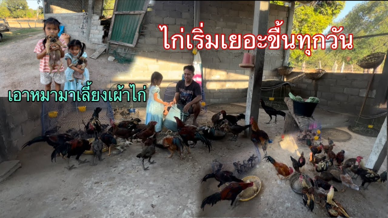 ไก่เริ่มเยอะขื้นทุกวันเลยเอาหมามาเลี้ยงไว้เผ้าไก่อยู่นา