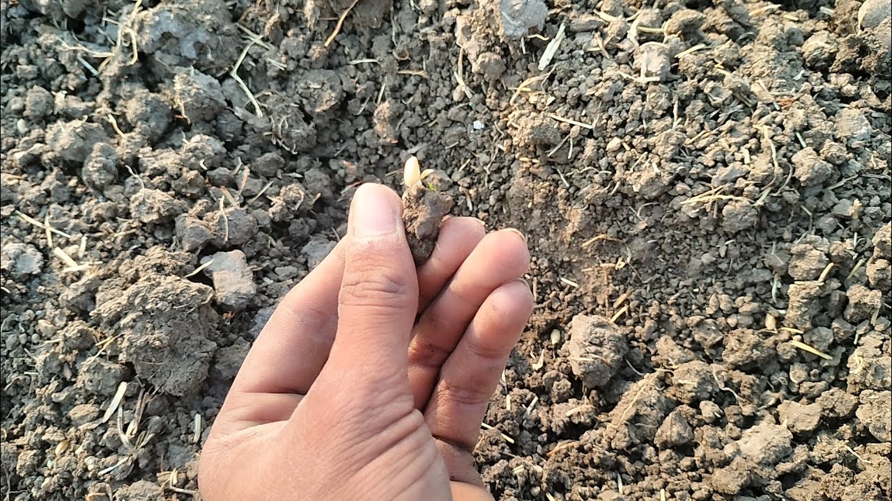 श्रीराम 303 गेहूं का 6 दिन का रिजल्ट#farming #agriculture #kisanmitra #kheti