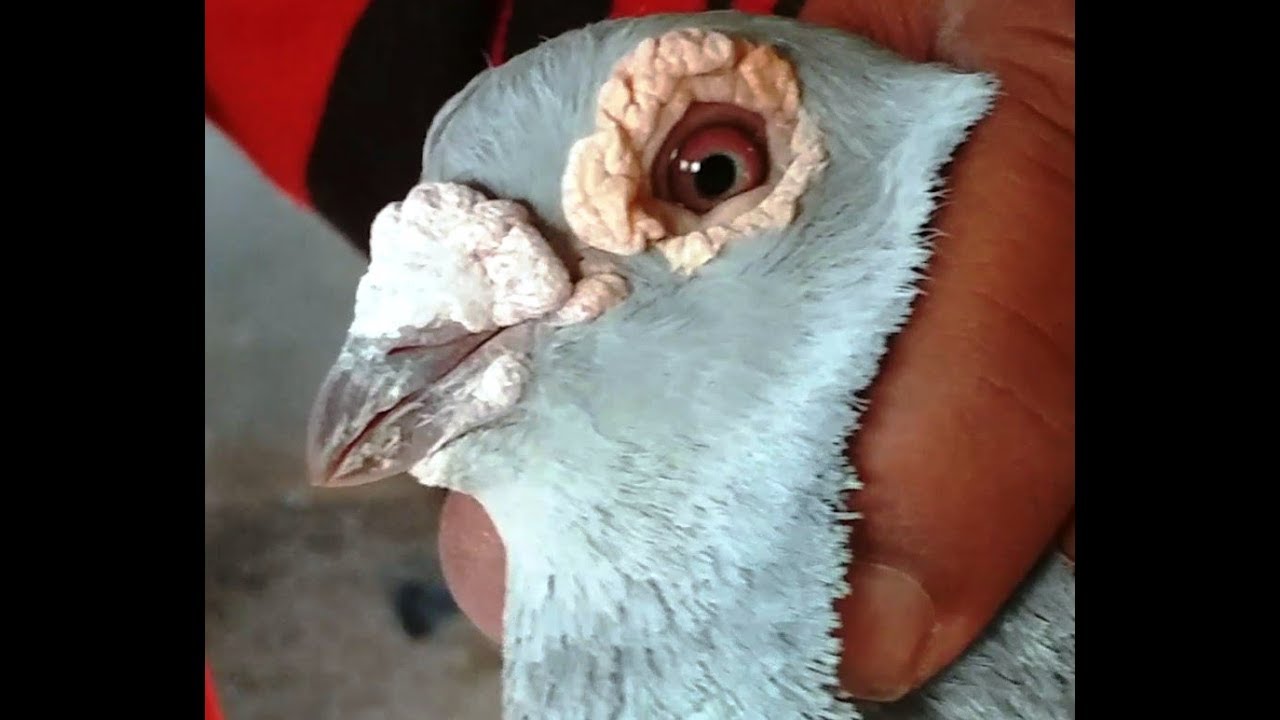 Bhopal Fancy Pigeons Of Suhel Khan