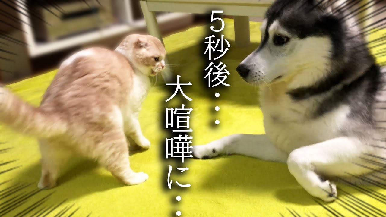 初めて本気で喧嘩しちゃった猫と犬がこうなっちゃいました...