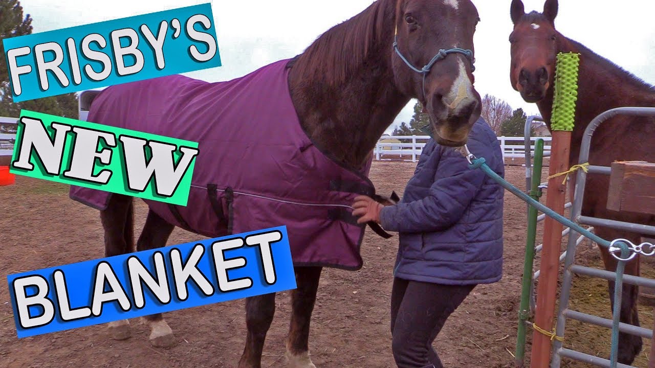 The Best Blanket For Horses That Destroy Blankets
