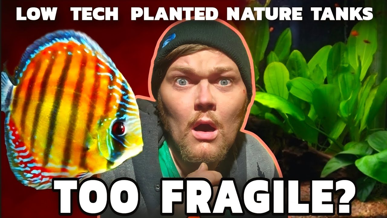 Could Discus Survive in A Low Maintance, No Water Change, Father Fish or Walstad Nature Tank?