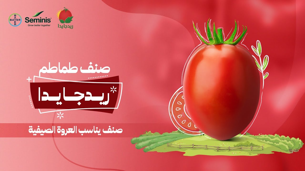 ريدجايدا - صنف يناسب العروة الصيفية