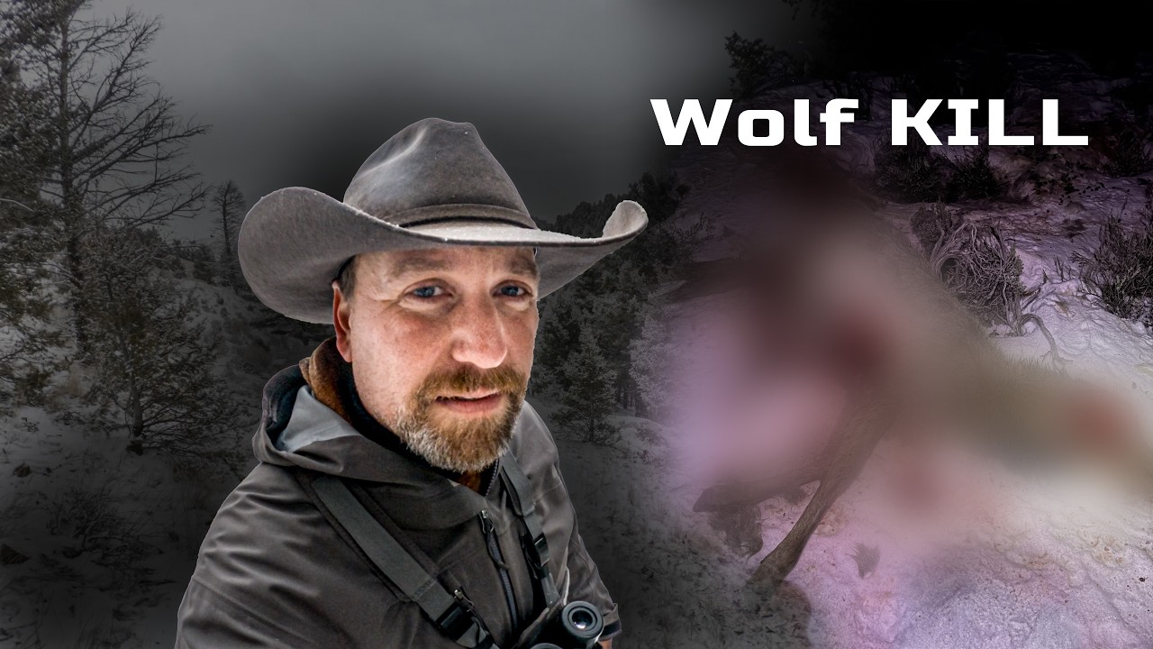 The Wolf Lie: Exposing the Real Predator Problem!