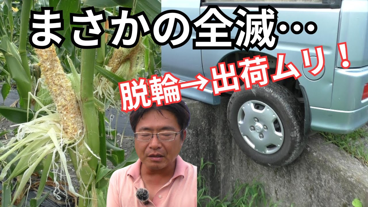 【悲劇三連発】トウモロコシ全滅→車が脱輪→出荷不能…最悪の一日でした（2025.7.4）