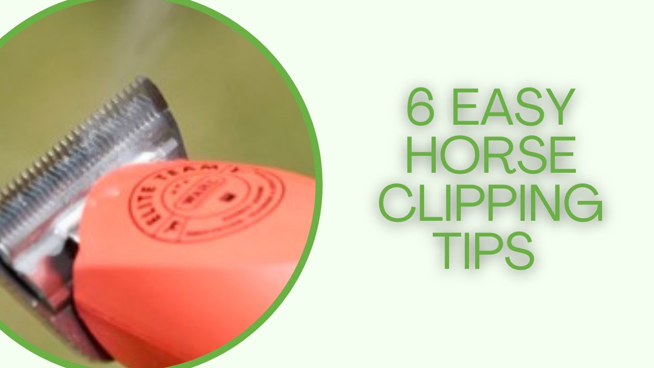 6 Easy horse clipping tips
