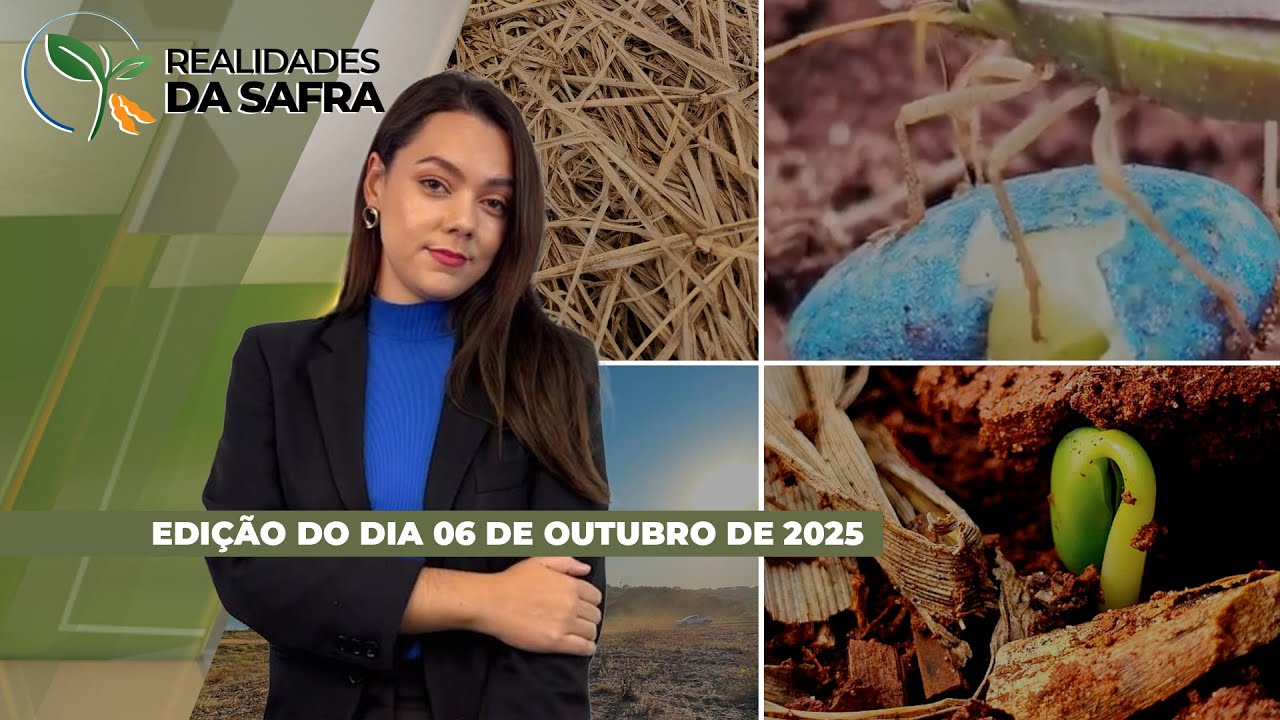 Federarroz orienta reduzir área plantada de arroz na safra 2025/26, enquanto rizicultor enfrenta...