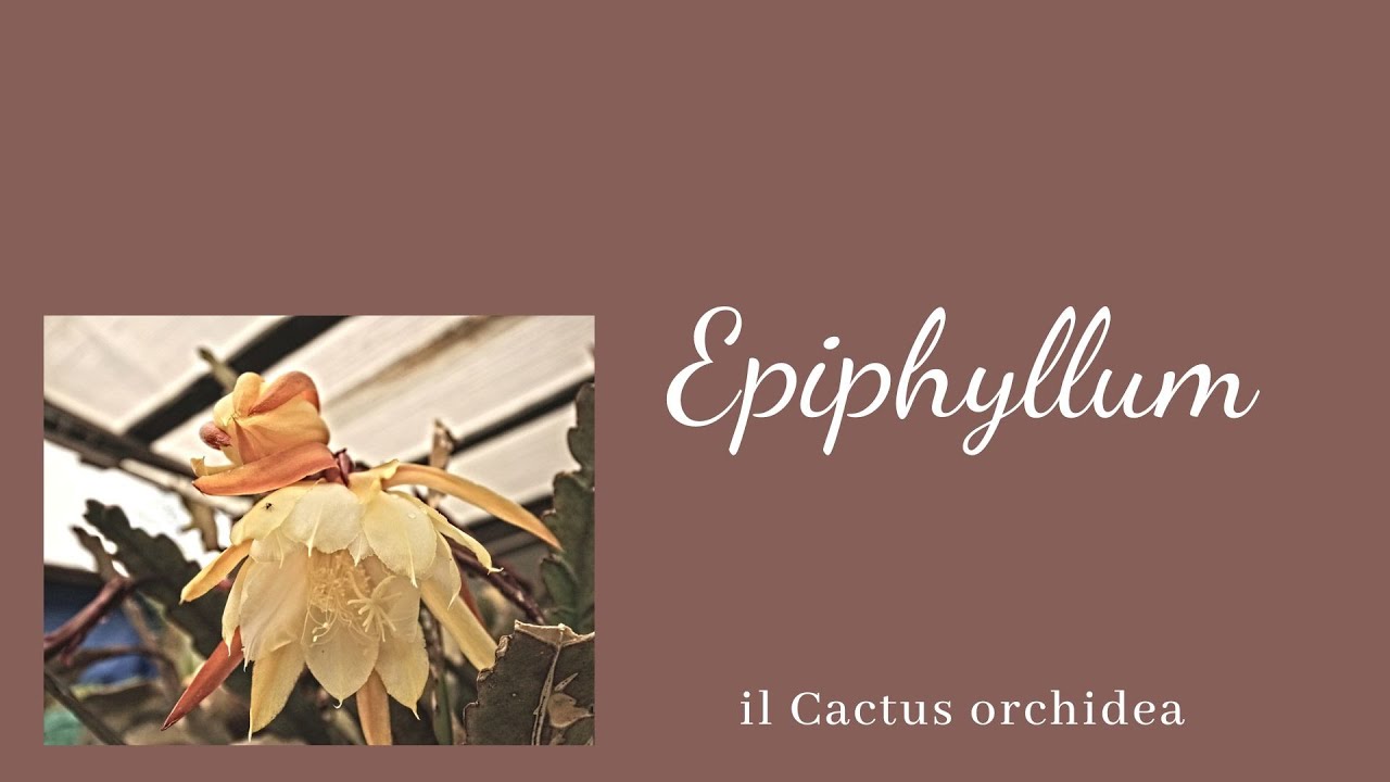 Video 143 - #Epiphyllum...il cactus Orchidea