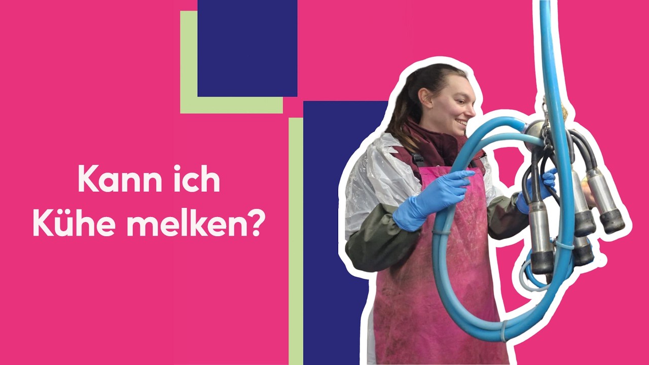 So werden K&uuml;he mit einer Melkmaschine gemolken