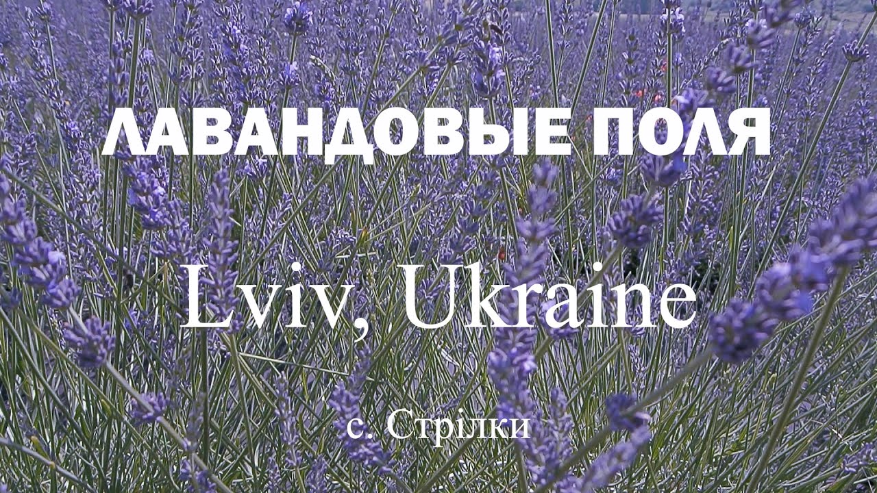 Лавандовые поля с.Стрілки, Lviv, Ukraine drone flight and walking tour