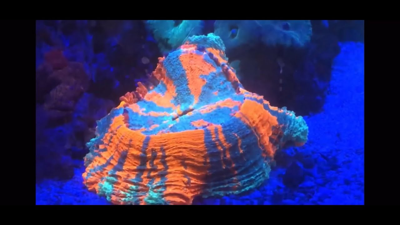 Reef Tank Lighting LED T5 MH Comparison / Schedule / Spectrum Saltwater Coral Aquarium