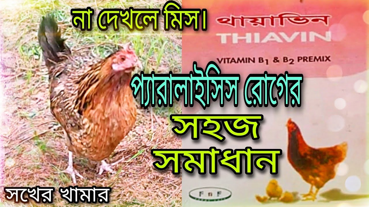প্যারালাইসিস হলে কি করবেন? প্যারালাইসিস রোগের সহজ সমাধান 😊 | দেশি মুরগির রোগ ব্যবস্থাপনা।