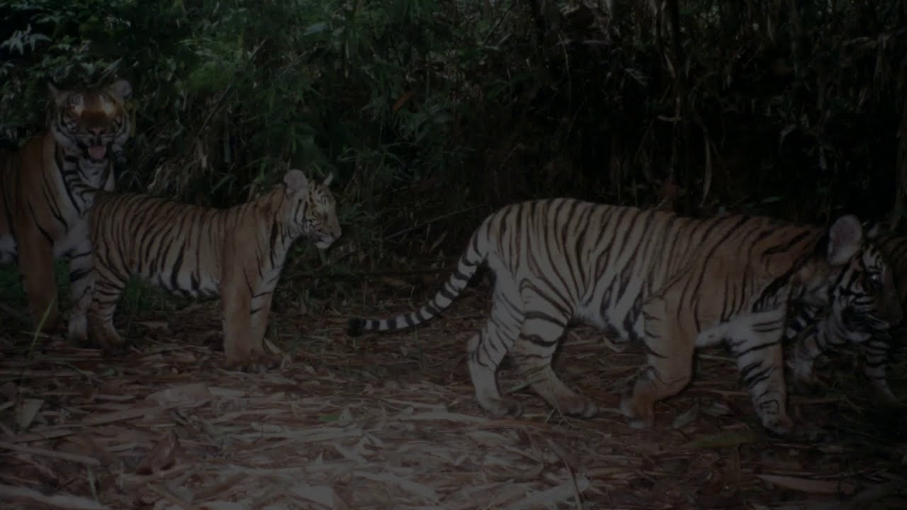 Hope for Our Malayan Tigers