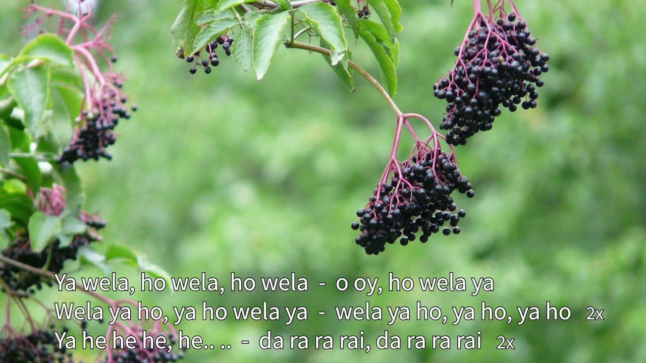 25. Wochenlied - Ya wela / Elderberry song - Seelenlied der Holunderkraft - zum Mitsingen (W17/2021)