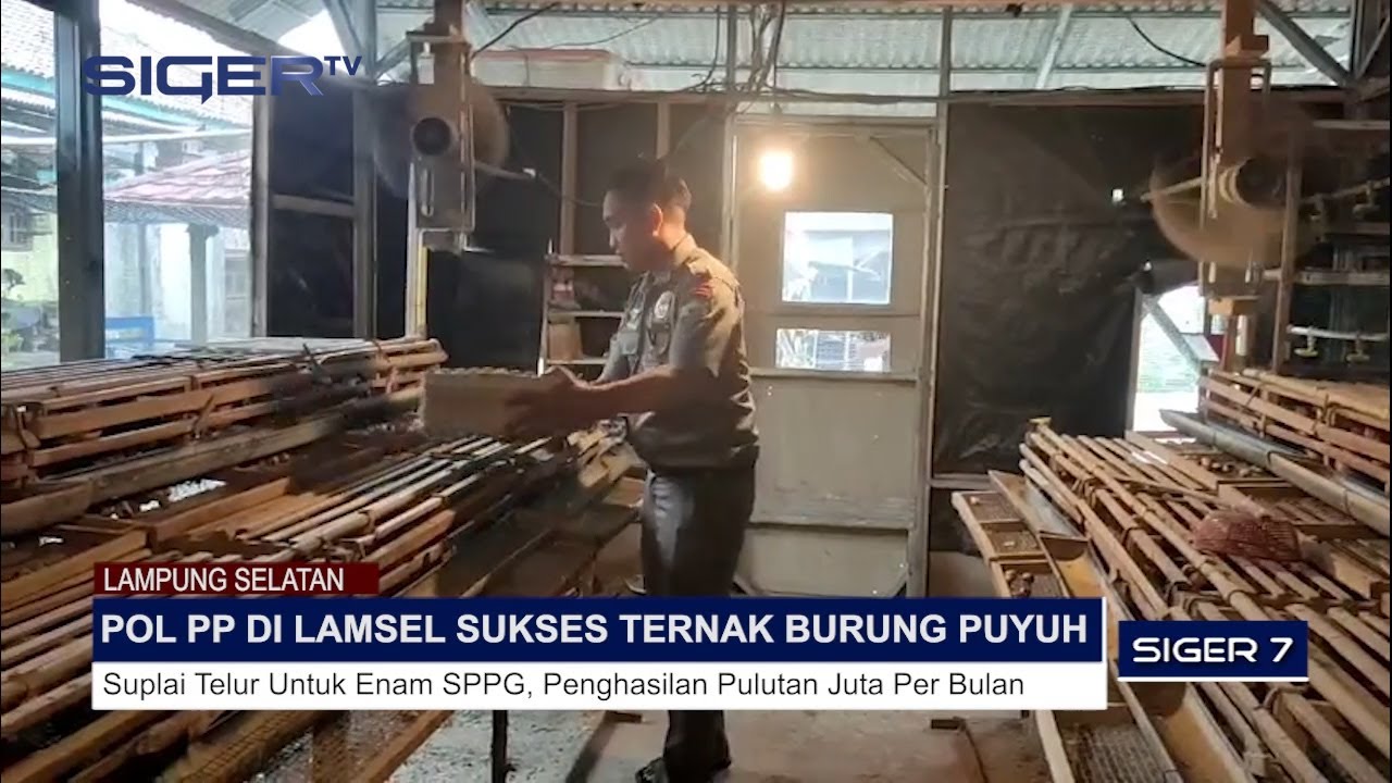 POL PP DI LAMSEL SUKSES TERNAK BURUNG PUYUH