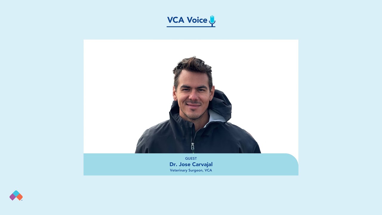 Advancements in Veterinary Orthopedic Surgery: Dr. Jose Carvajal