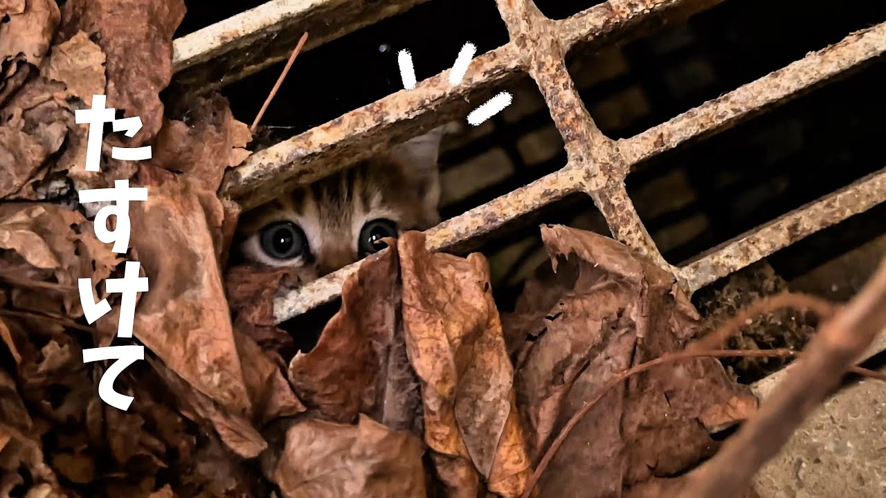 【子猫保護】廃墟の中から子猫の鳴き声が聞こえたので探してみたら